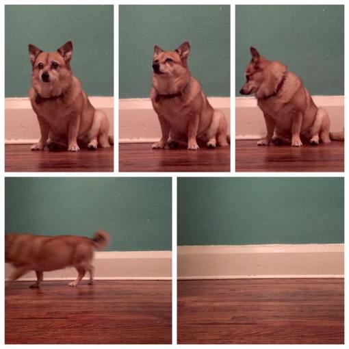 13445488_10154426510519683_638584667259605036_n